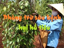 Những dịch bệnh hại cần chú ý trong tuần (từ 18 – 24/4)